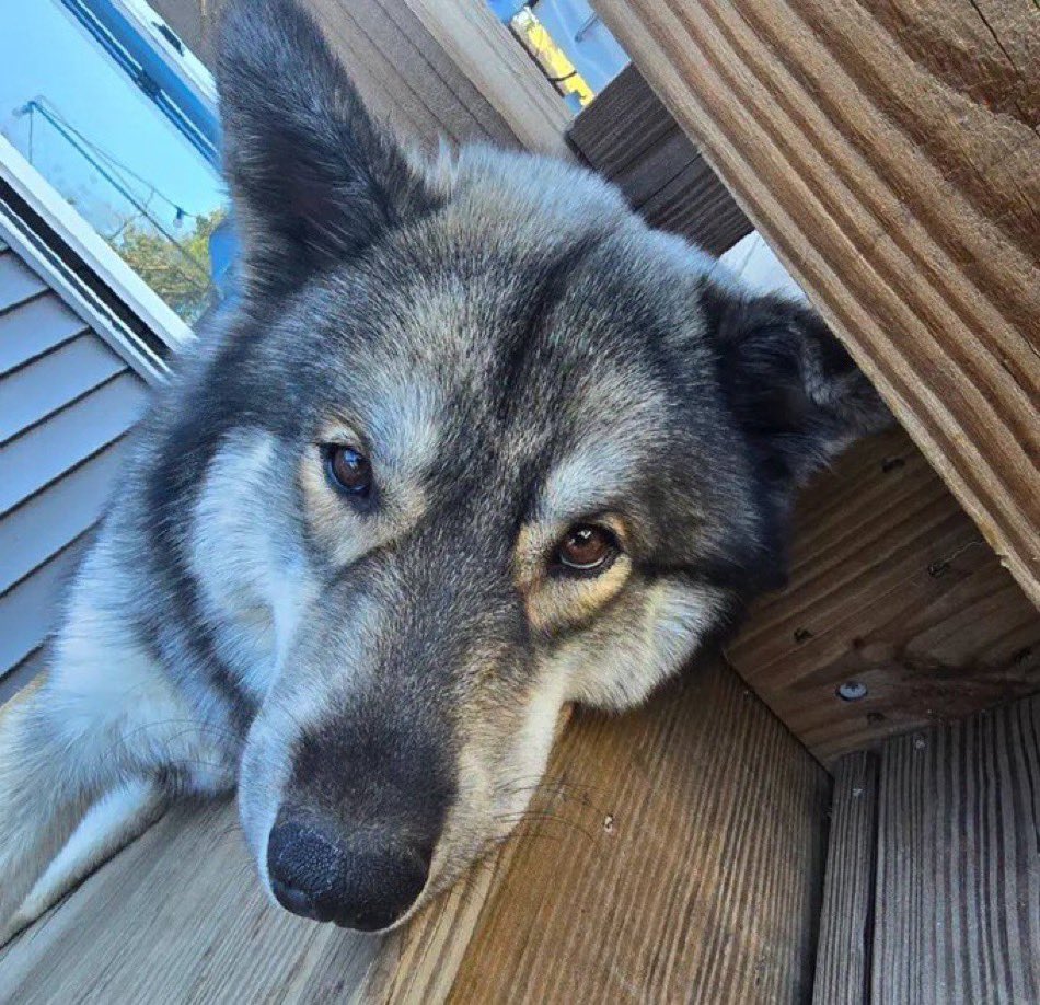 LennoxxCartel's tweet photo. Kirk The Owner Of Odin Getting Divorced 

Can’t Afford His House Anymore

Now He Lost His Puppy

The Cop Who Shot The Odin Also Shot Another Dog Before Wtf

His Name Was Odin. We Won’t Forget https://t.co/j8cyqRlLI4