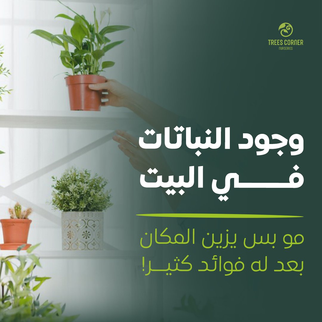 Trees Corner - ركن الأشجار (@cornertrees) / Posts / X