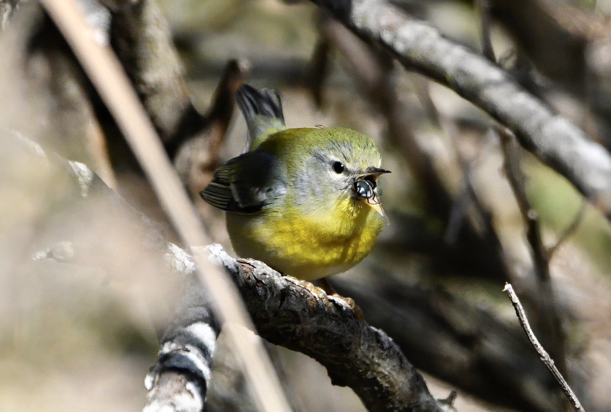 Siouxcq523's tweet photo. Itβs a bird eat bug world out there! #latefallmigration #Parula #unfortunatebug #inwoodhillpark #fallmigration #birding #birdwatching #birdphotography #nycbirds https://t.co/pKixlVcvGA