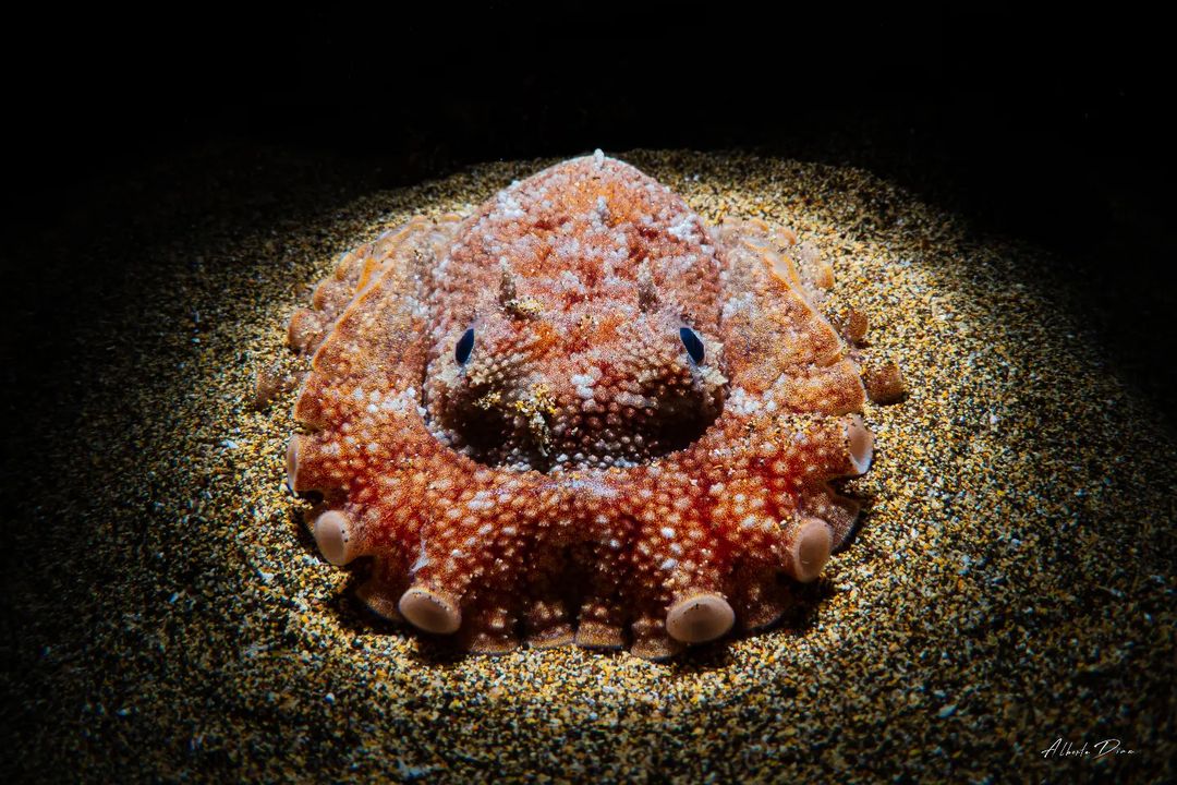 PADI's tweet photo. What’s the most intriguing marine creature you’ve encountered during a dive? 🧐🐙

📷 IG 'alberto_diaz_sub'

#MarineLife #Octopus #ScubaDiving https://t.co/S1fasONBy9