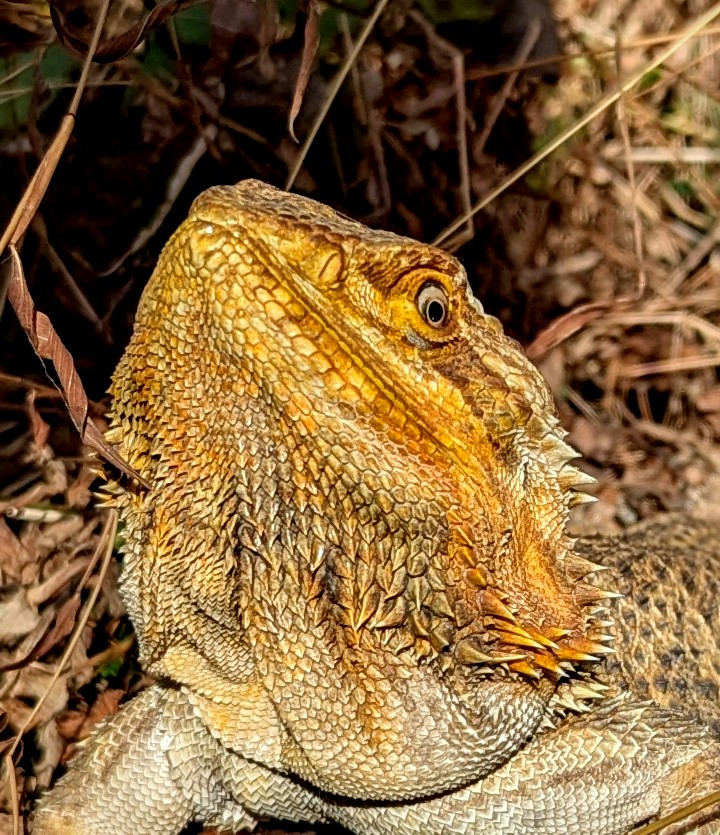 davidczech's tweet photo. Things are looking up.
Including my #beardeddragon #bearda https://t.co/5f2ot3LLx9