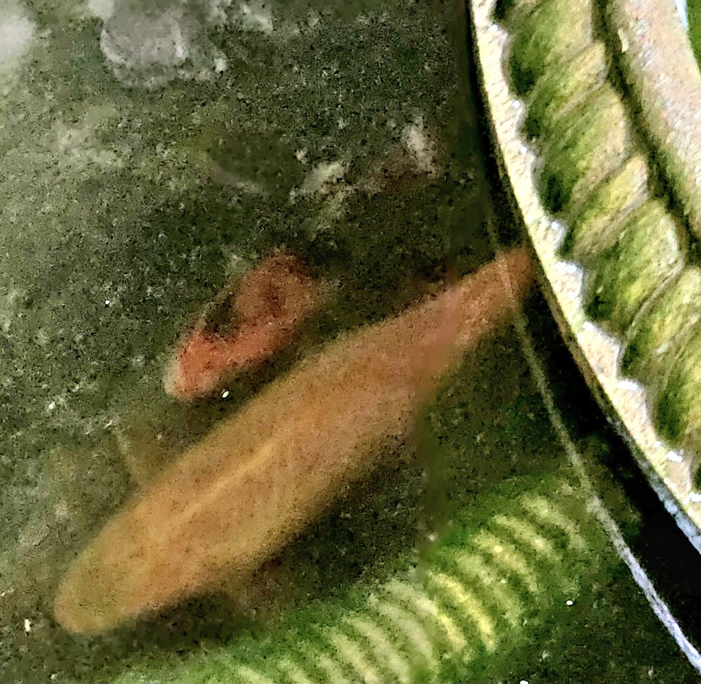 annielynnshea's tweet photo. Day 24: Little Silver Fish
"I don't has any silver fish, but I do has these fish, and a couple more, in my pond. They're shy and hide under the fountain most of the time, but sometimes they come out to say Hi." πΎπΎ
#PostAFavPic4VioletNov24
#DogsofTwitter
#FishofTwitter https://t.co/B8UrFhcApU