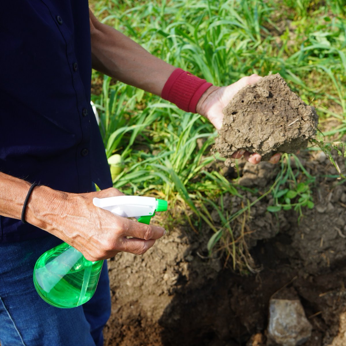 It’s #SoilHealth week here in the Greenbelt! 🧑‍🌾

Stay tuned this week as we continue to explore the benefits of maintaining healthy soils and the best management practices (BMPs) for farmers!