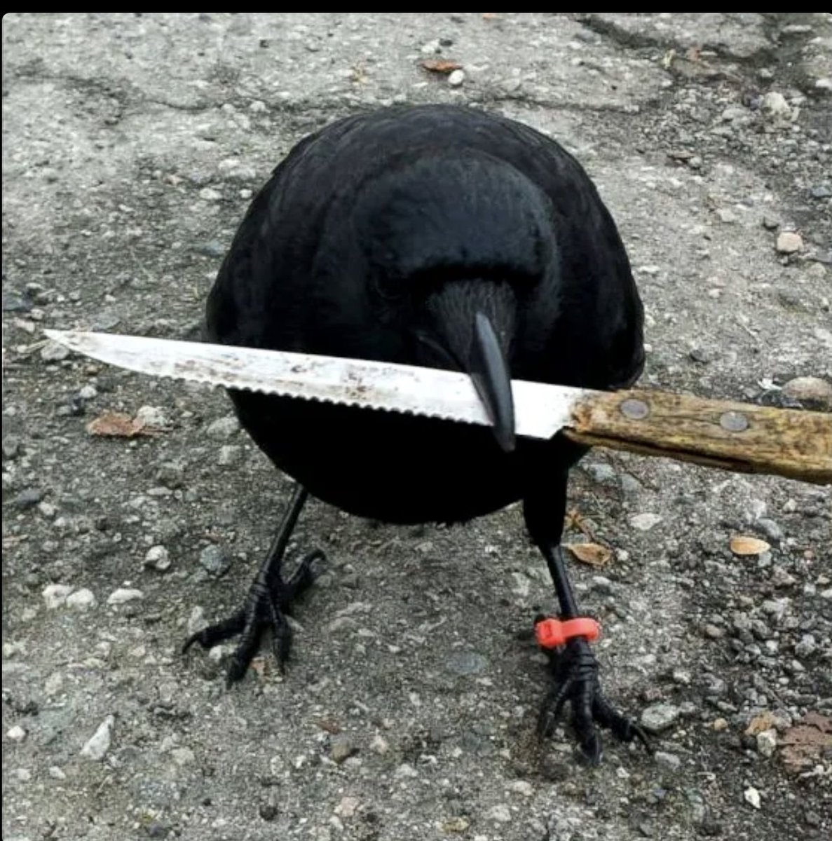 coin_bullish's tweet image. Can we make this one trend again?

The ticker is $caw 

🐦‍⬛ @crow_with_knife  🔪
#CrowWithKnife