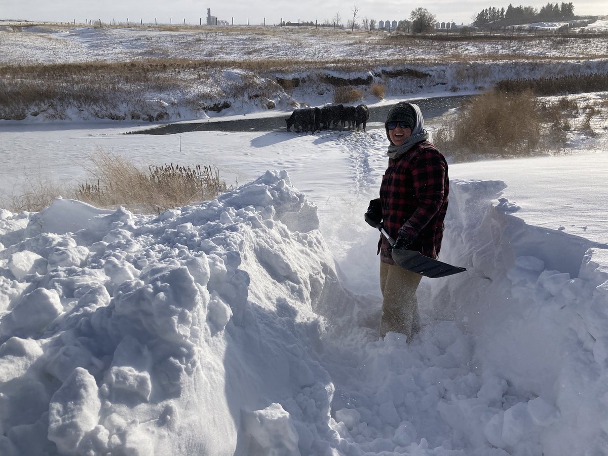 We’re swath grazing and have a creek that stays open, is shallow and great quality water. 

But in lieu of chopping ice we get to shovel a tunnel through this drift every couple days