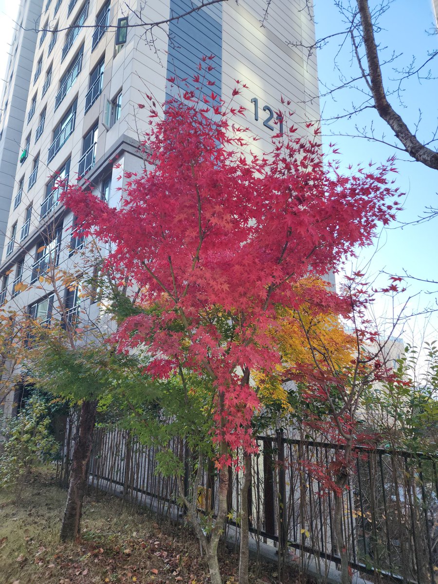 velca_official's tweet photo. 남의 아파트에서 본 빨간 단풍과 우리 아파트에서 본 노란 은행
요즘 온난화 영향으로 빨간 단풍 보기 힘들다던데 여기는 음지라 그런가 제법 춥나보다 https://t.co/4aOzmhreod