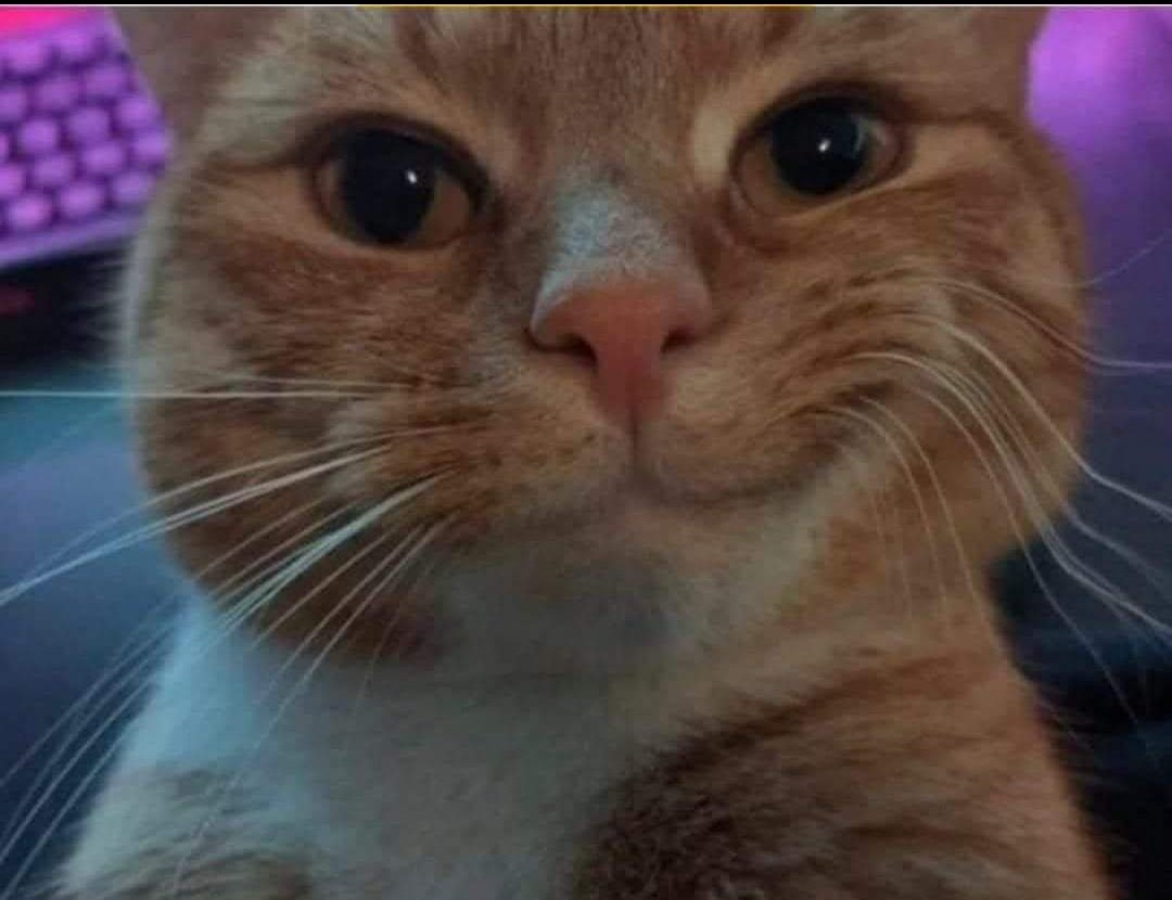 ilebe 🏃‍♀️🐈🐾🐕 tweet media