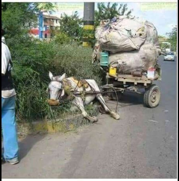 Why do you do this to innocent animals? What crime did they do to you to deserve this cruelty?  Animals are not vans stop oppressing them