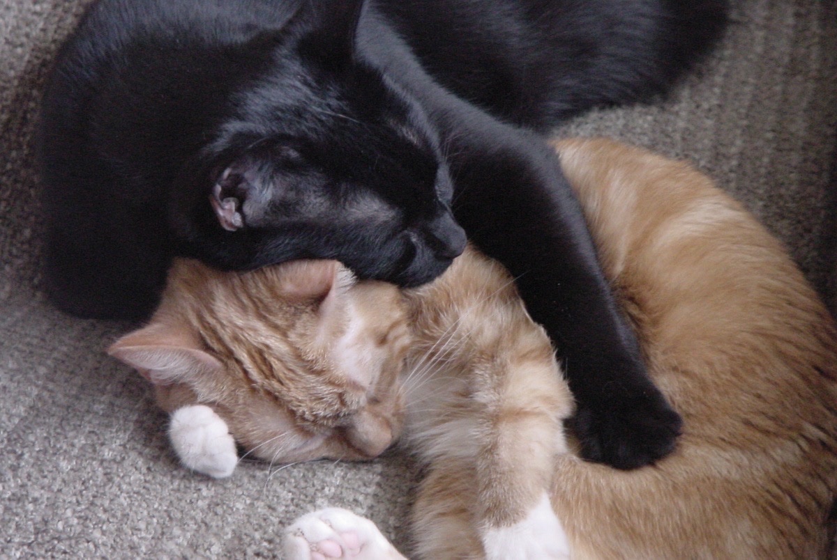 Kitty archives ♡ (@puppierz) on Twitter photo 