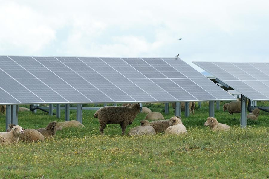 PDChina's tweet photo. China has become one of the world's fastest reducers of #EnergyIntensity, saving about 1.4 billion tonnes of standard coal over the past decade, while the country's #RenewableEnergy capacity takes up over 1/3 of the global total with cumulative investments in renewable energy topping the world, Liu Zhenmin, China's special envoy for climate change said during #COP29.
