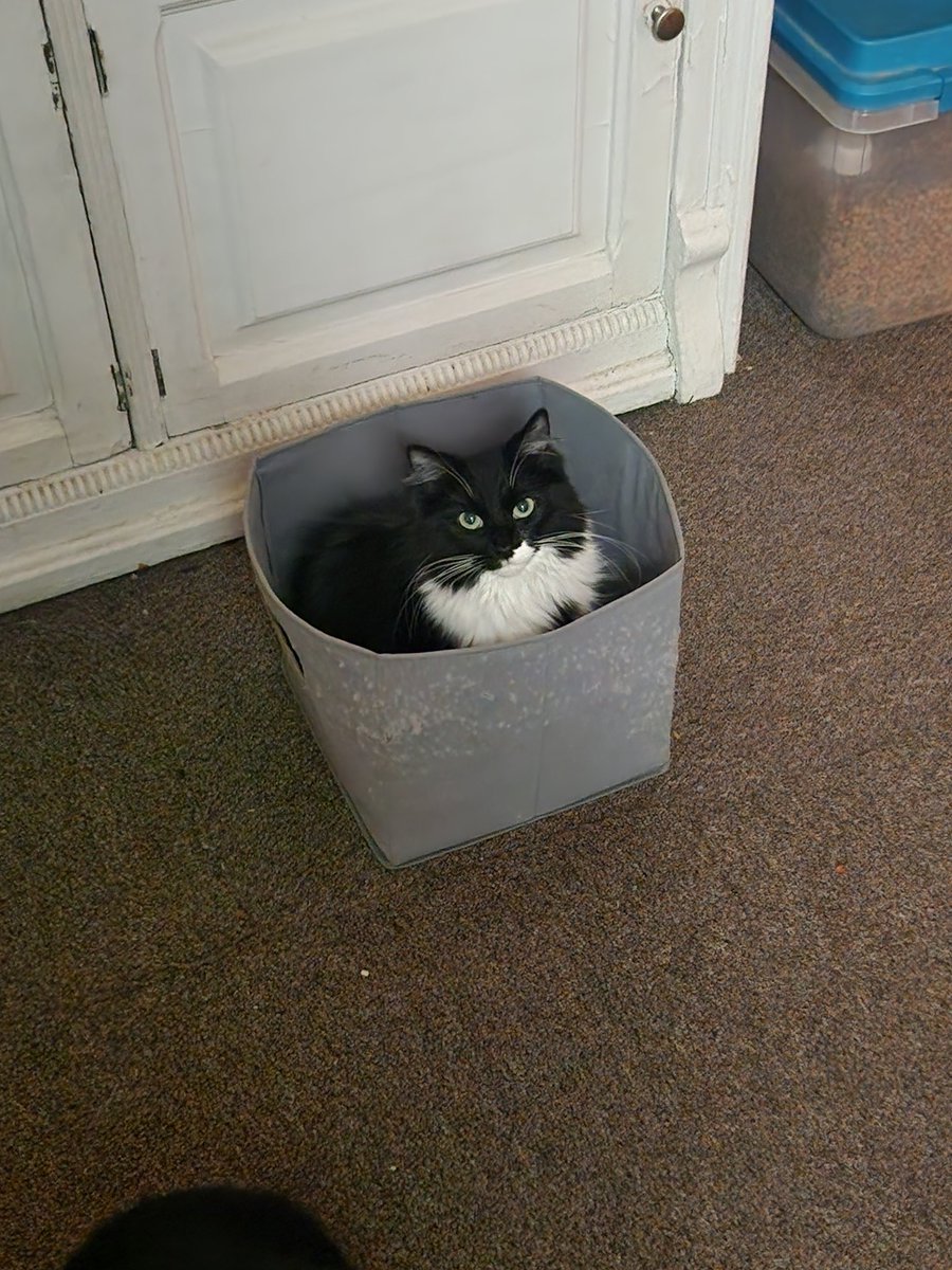 Scotsman269's tweet photo. Boxed cat #Cats #Funny #Cutecats #BoxCats https://t.co/U4SiOeVS4V