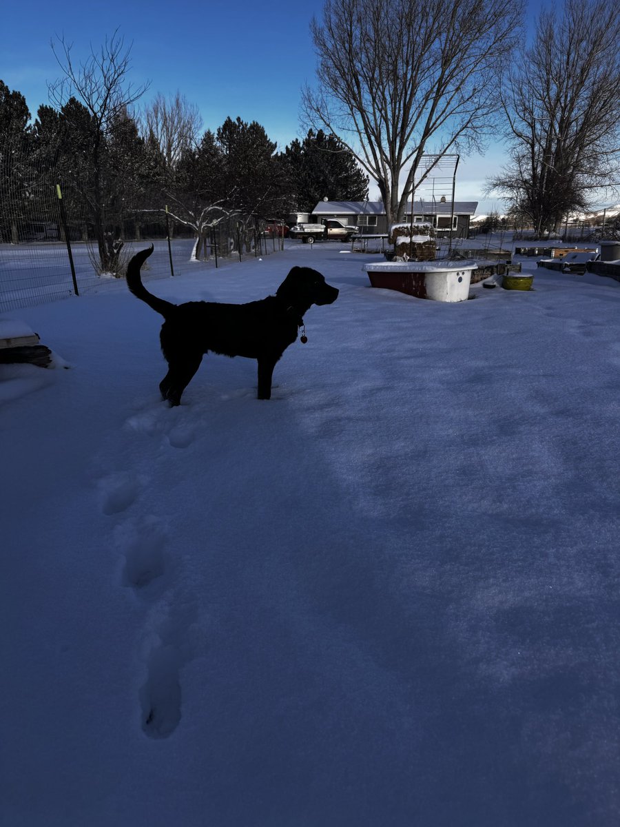 CondensedScore's tweet image. Some quality #snow play for Brownie!

#dog #puppy #labrador
