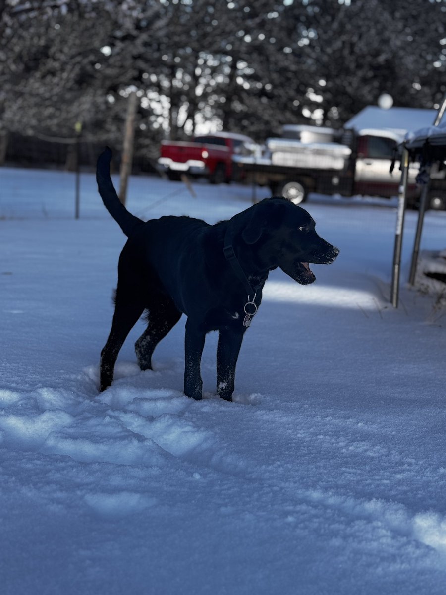 CondensedScore's tweet image. Some quality #snow play for Brownie!

#dog #puppy #labrador