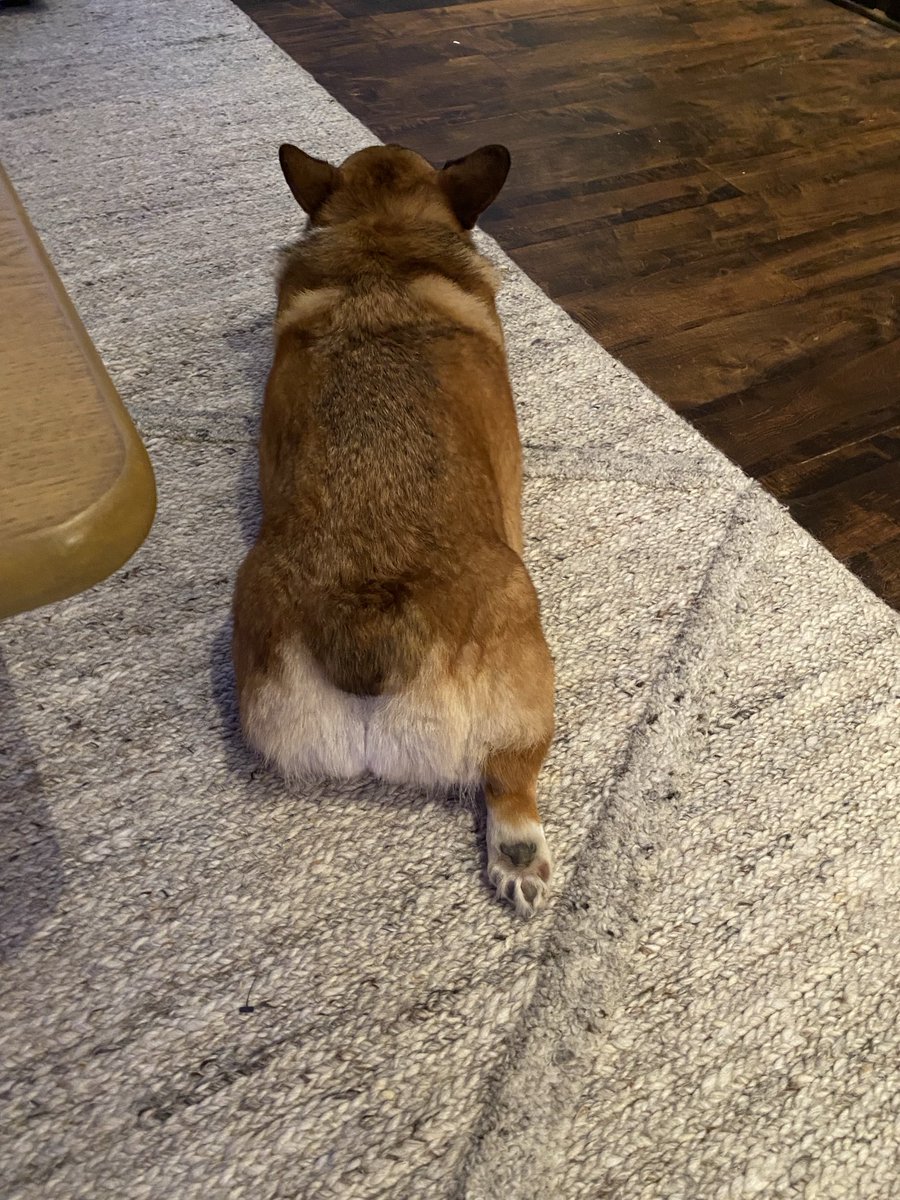 RubyCorgi's tweet image. #demi #corgi