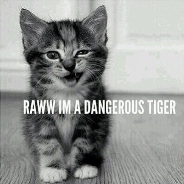 Always a cute tiger.