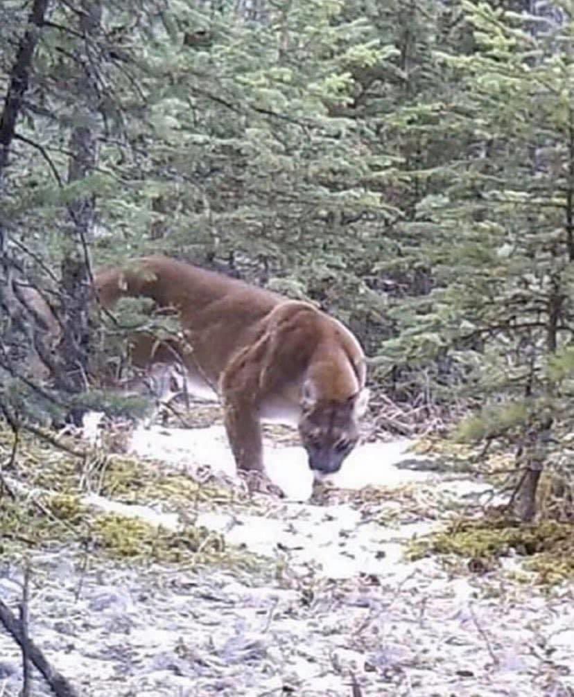 Imagine going hiking and running into this. I don't even know what my next move would be 😳