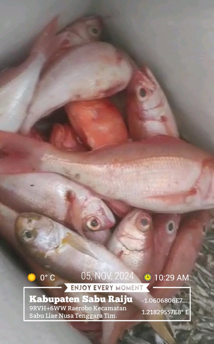 DesiDjami's tweet photo. Selasa (05/11/24), Desi Djami Kale luhkan Kab. Sabu Raijua, KUB Wadu Mangngi, Desa Raerobo, Kec. Sabu Liae. Melaporkan tangkapan ikan, dengan alat tangkap Pancing,  sebanyak 10 kg, harga jualnya 35.000/kg
#GiatluhkansatminkalGONDOL
#Saburaijua
#Tangkap
@luhlapor https://t.co/bflbI1asdW