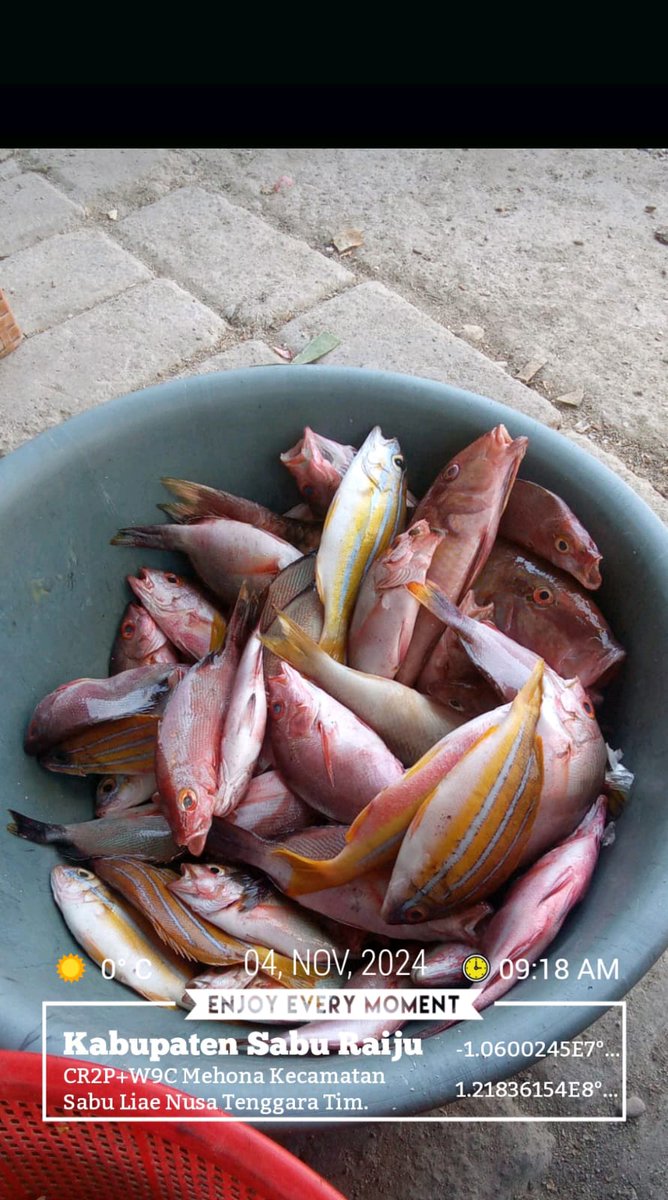 DesiDjami's tweet photo. Senin (04/11/24), Desi Djami Kale luhkan Kab. Sabu Raijua, KUB Ruba Dara, Desa Mehona, Kec. Sabu Liae. Melaporkan tangkapan ikan, dengan alat tangkap pancing,  sebanyak 4 kg, harga jualnya 35.000/kg
#GiatluhkansatminkalGONDOL
#Saburaijua
#Tangkap
@luhlapor https://t.co/p7kERwTzIL