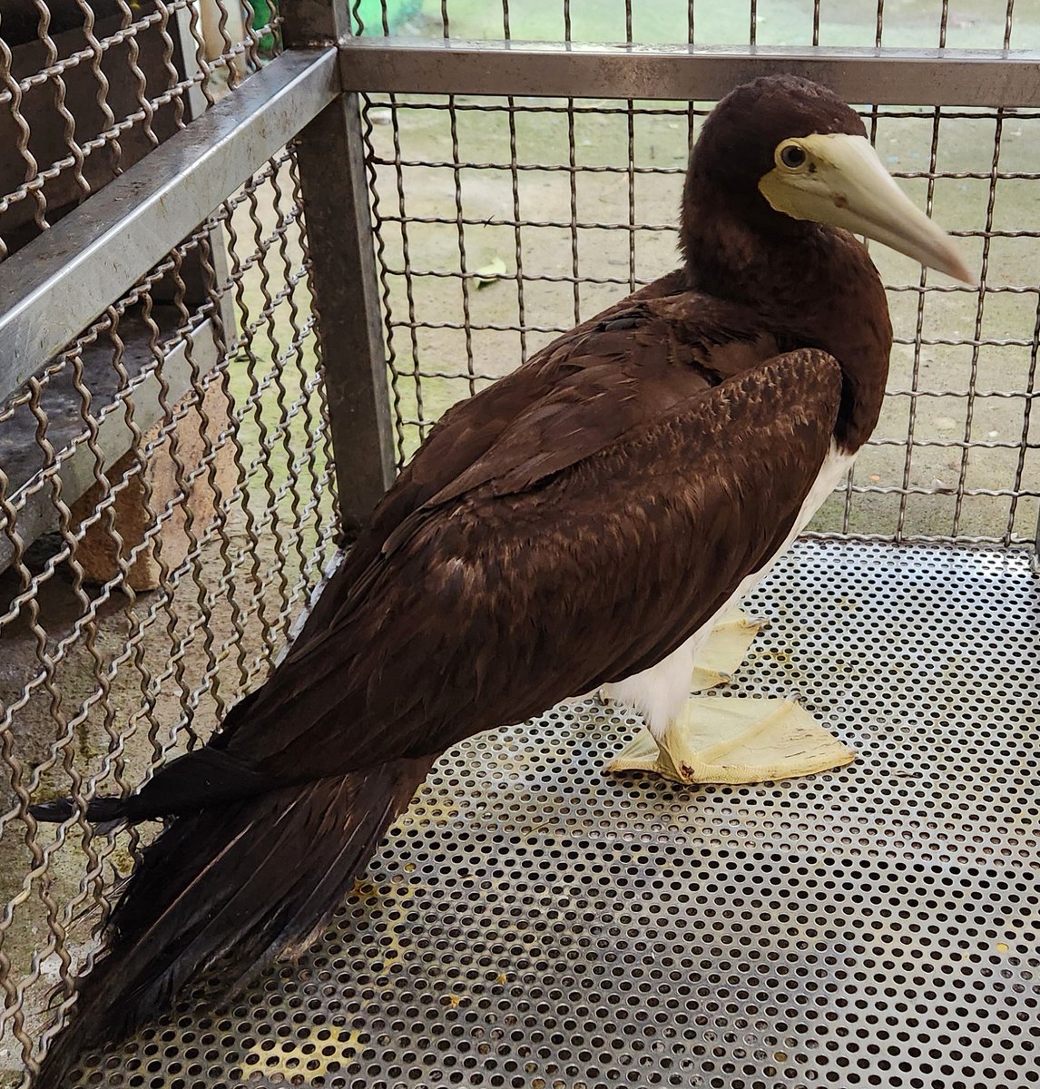 NewTaipeiGov's tweet photo. Recently, a brown booby unable to fly was found in #Shimen District. After examination, New Taipei City’s Animal Protection Office provided it with water and fish. Once its health and strength were confirmed to have recovered, the bird was released back into its natural habitat. https://t.co/LN2nuEWKY8