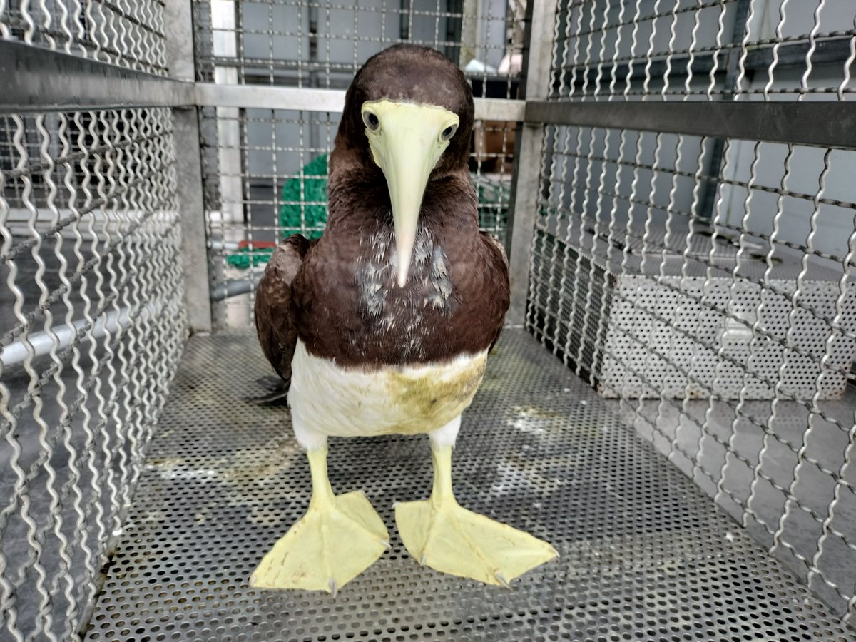 NewTaipeiGov's tweet photo. Recently, a brown booby unable to fly was found in #Shimen District. After examination, New Taipei City’s Animal Protection Office provided it with water and fish. Once its health and strength were confirmed to have recovered, the bird was released back into its natural habitat. https://t.co/LN2nuEWKY8