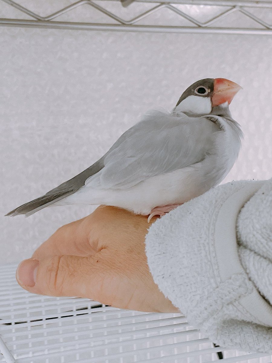 朝の、ぱすてるん🎵

毛繕いおわり♡♡

今日も頑張っていきまっしょい🍀
#buncho