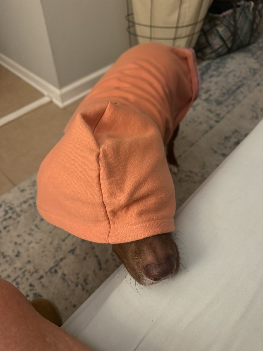 justavolgirl's tweet photo. Hoodie weather ๐ถ๐งก
Sadie check!
#rescuedogs #sadielou #pocketpit https://t.co/ElJhvNUSSp