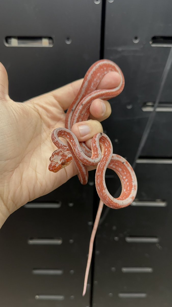 Mischief shed out… and #DAMN 

#amazontreeboa