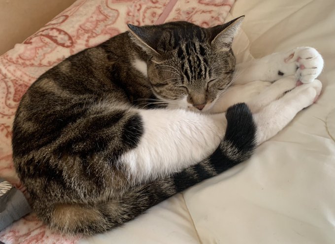 レクサスの最近の定位置 