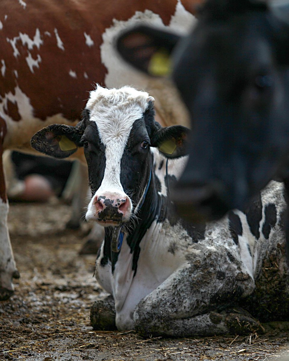 fourpawsAU's tweet image. #COP29: Industrial agriculture is fuelling the climate crisis! We believe animal-friendly, sustainable farming can be part of the solution.

We call for:
✅ Investment in holistic farming
❌ End to factory farming subsidies
💰 Grants for small-scale farmers

#StopFactoryFarming