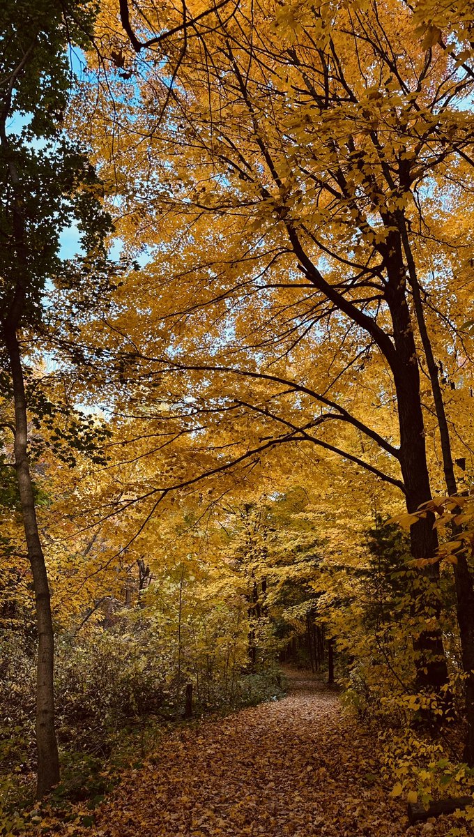 jerrie__'s tweet photo. Autumn walk thru the woods. https://t.co/levXoiXSHN