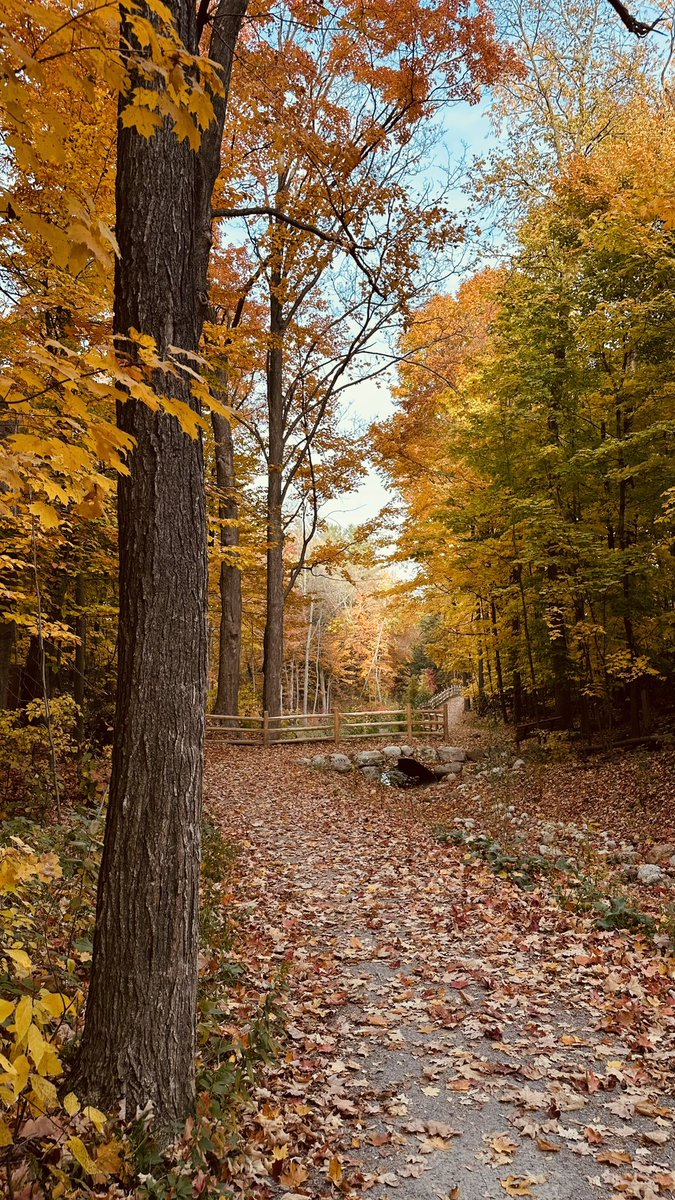 jerrie__'s tweet photo. Autumn walk thru the woods. https://t.co/levXoiXSHN