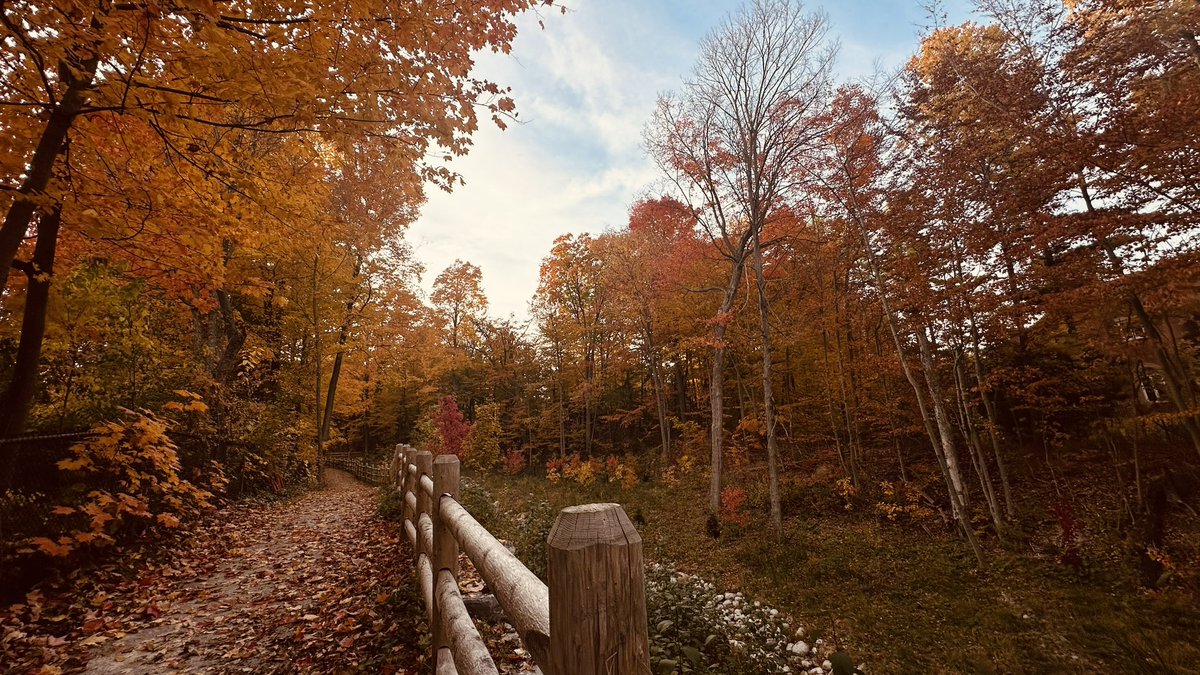 jerrie__'s tweet photo. Autumn walk thru the woods. https://t.co/levXoiXSHN