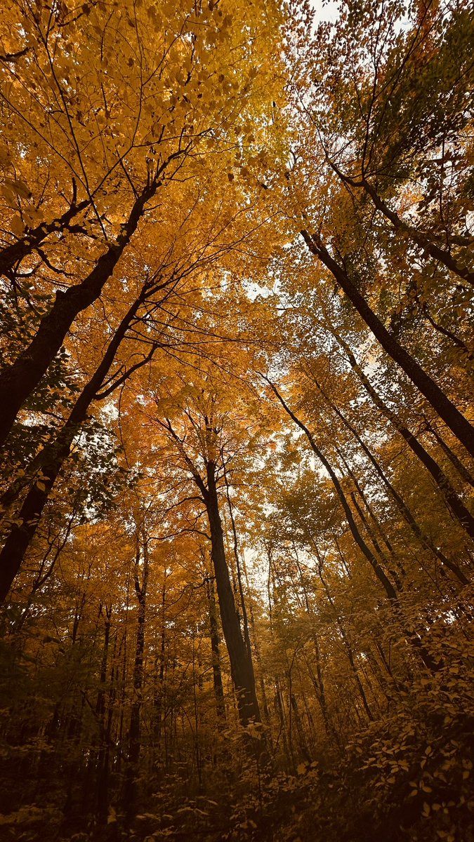 jerrie__'s tweet photo. Autumn walk thru the woods. https://t.co/levXoiXSHN