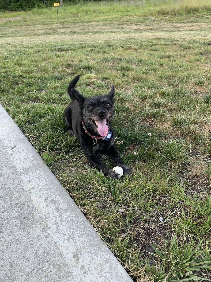 pjcary65's tweet photo. Tough weekend over here as we’ve had to unexpectedly say goodbye to one of my favorites…

Here are some of my favorite pics of Lainey that I’ve might not shared shared yet #mansbestfriend https://t.co/im1QnLWKVI