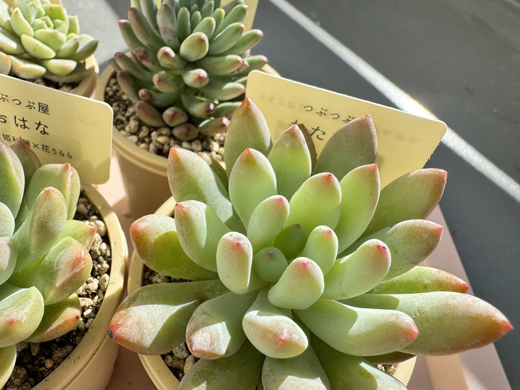 つぶつぶ屋✡️花芽付き 子株付き チュン✡️ 多肉 抜き苗 つぶー 寄せ植 つぶつぶ屋✡️花芽付き 子株付き チュン✡️ 多肉 抜き苗 つぶ