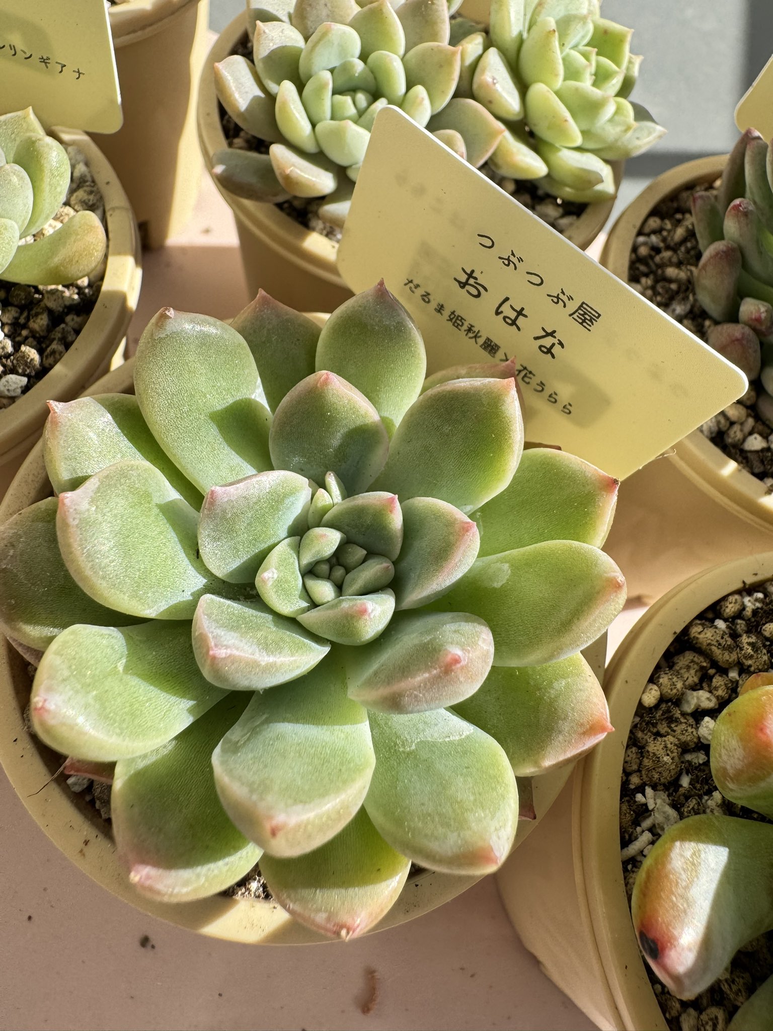 つぶつぶ屋 - Search / X