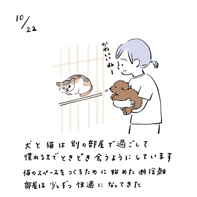 犬と猫は別の部屋で過ごして慣れるまでときどき会うようにしています。猫のスペースをつくるために始めた断捨離部屋は少しずつ快適になってきた #みみーた 