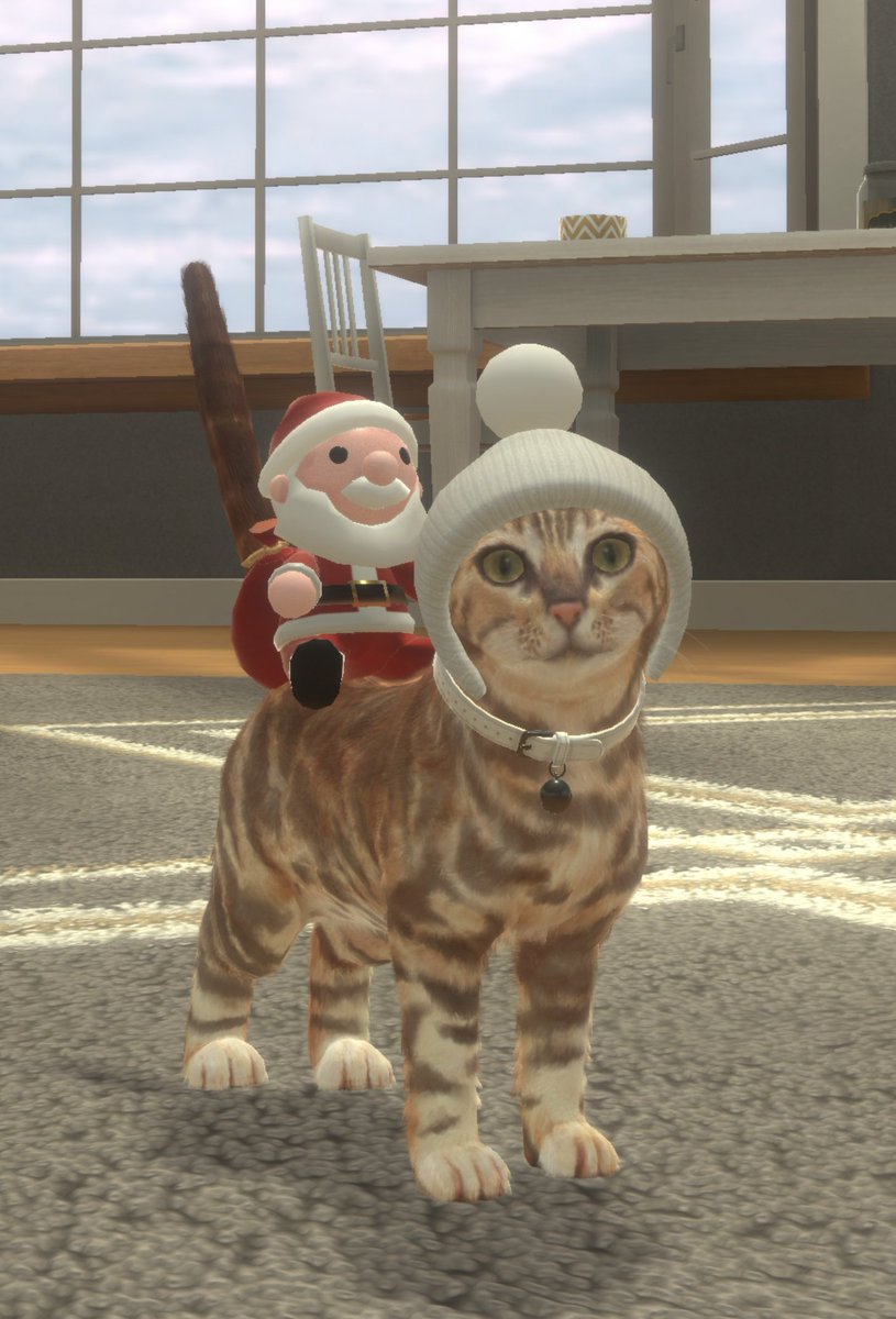 sysmtp's tweet photo. 冬の装いになった！可愛いね……
#withMyCAT https://t.co/p6minVt5ZH