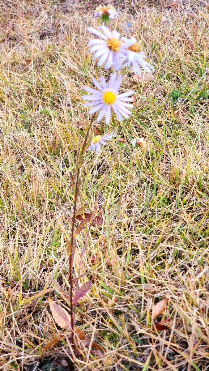 멀리서 빈다 / 나태주

어딘가 내가 모르는 곳에
보이지 않는 꽃처럼 웃고 있는
너 한 사람으로 하여 세상은
다시 한번 눈부신 아침이 되고

어딘가 네가 모르는 곳에
보이지 않는 풀잎처럼 숨 쉬고 있는
나 한 사람으로 하여 세상은
다시 한번 고요한 저녁이 온다

가을이다, 부디 아프지 마라