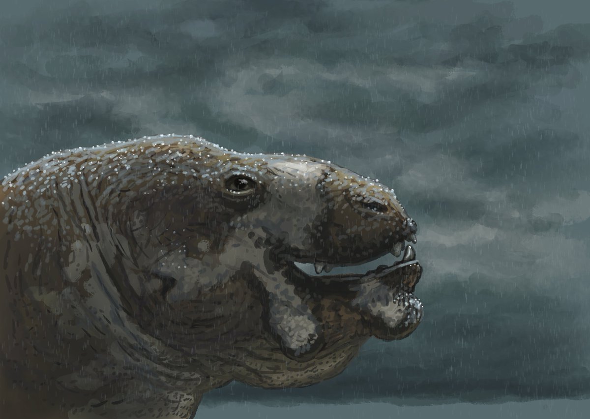 JoschuaKnuppe's tweet photo. Results from the #paleostream!
Archaeodromus (a wish by @albertonykus), Montanoceratops (a wish by @MontanaRosslyn), Synauchenia and Venyukovia. https://t.co/nKIUROUuqB