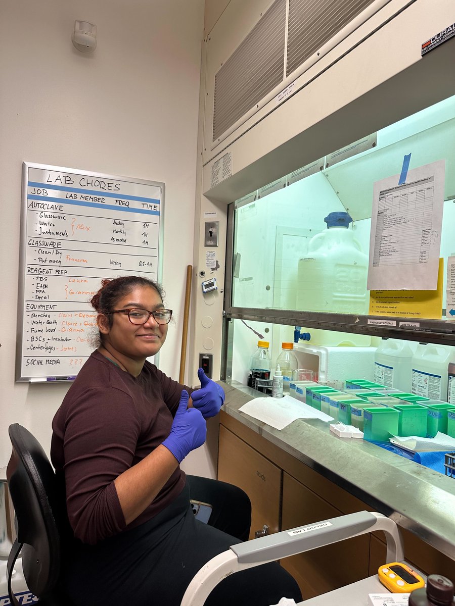 DelcoLab's tweet photo. Future scientists in action! Undergraduates Gianna Leon mastering cartilage histology staining techniques and Claire Ma feeding her cells. #LabLife #WomenInSTEM #SheInnovates https://t.co/XJ0qWLEQ8t