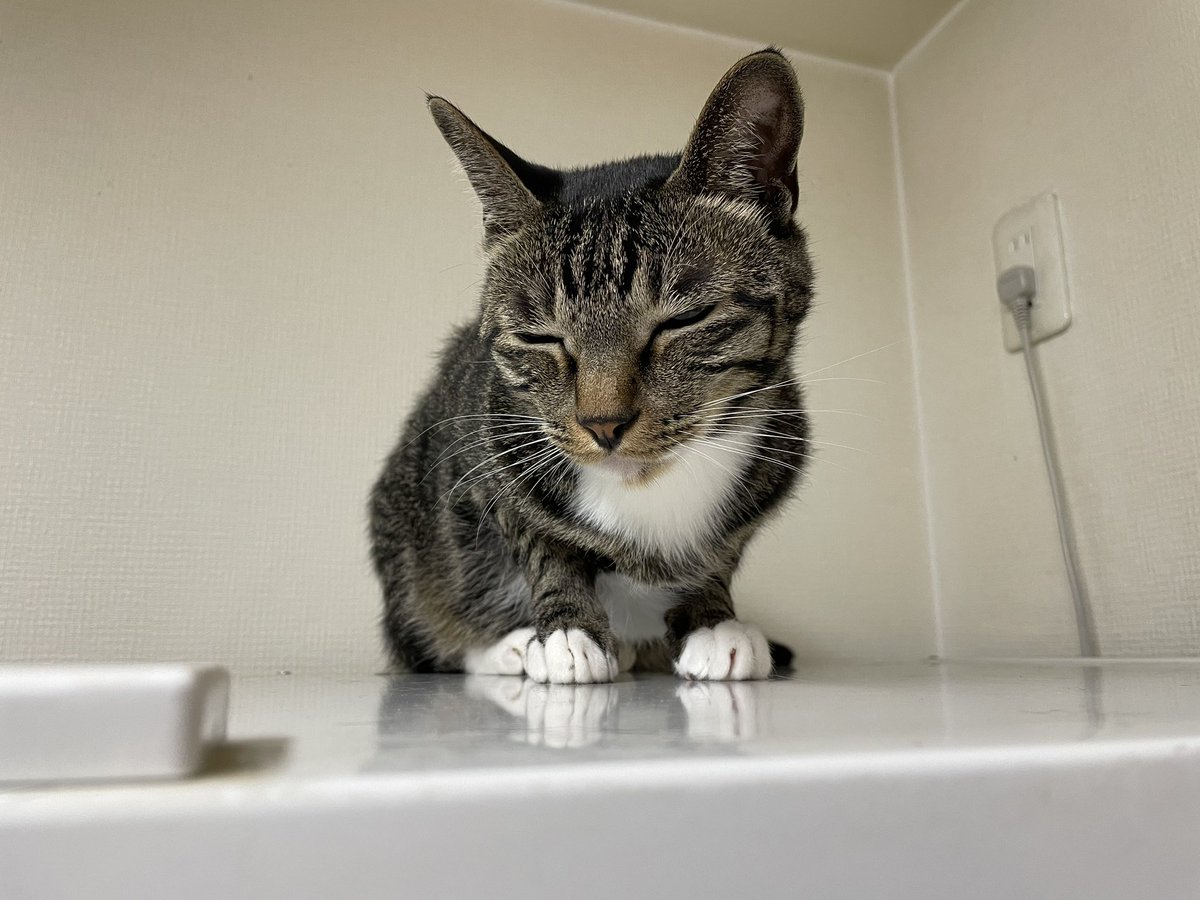 ツンデレ　チコちゃん tweet media