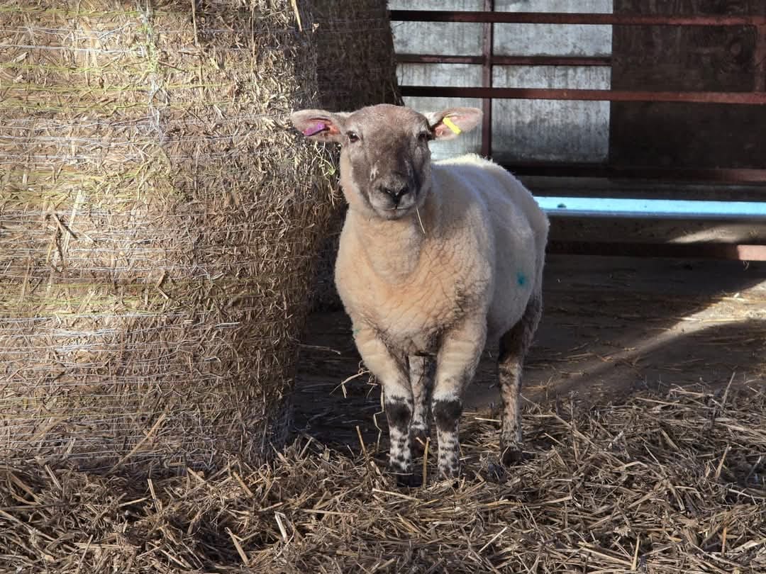 On Friday we welcomed Colin, our first rescued sheep in 2024. Colin was sadly due to be taken to market, like so many animals this time of year. 
His rescue was a huge team effort and we are so glad to give him his home for life. Welcome home Colin🐑💛 
#rescue #Vegan #deanfarm