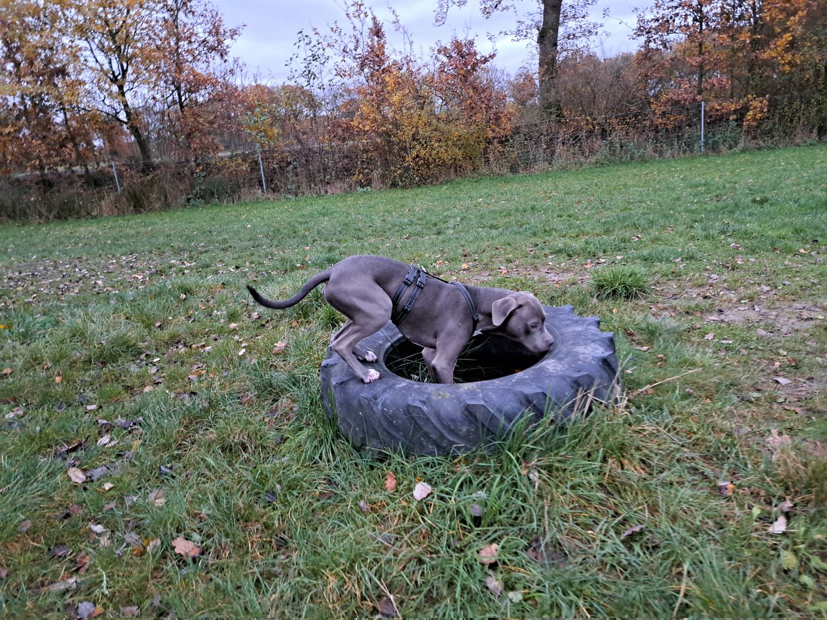 mala_gute's tweet photo. Hallo Rokko hier. Auch ich habe Silva kennengelernt. Wir verstehen uns auch super. Aber einzelnd spielen ist immer am besten sonst wird einer Eifersüchtig. 😘 https://t.co/Ac7JH98ocI