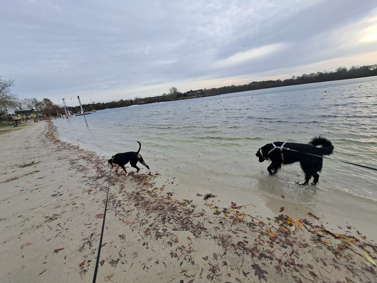 mala_gute's tweet photo. Nach langer Zeit mal wieder Moin von mir und meinem neuen Freund Silva. Rokko war zuhause bei Papa. Silva ist der 10jährige Hund von Mamas Kollegin. Dalmatiner-Münsterländer Mix :D wo die Hunde geblieben sind ich weiss es nicht. Würde eher Bordercollie Schäferhund denken. https://t.co/FocSVjhAim