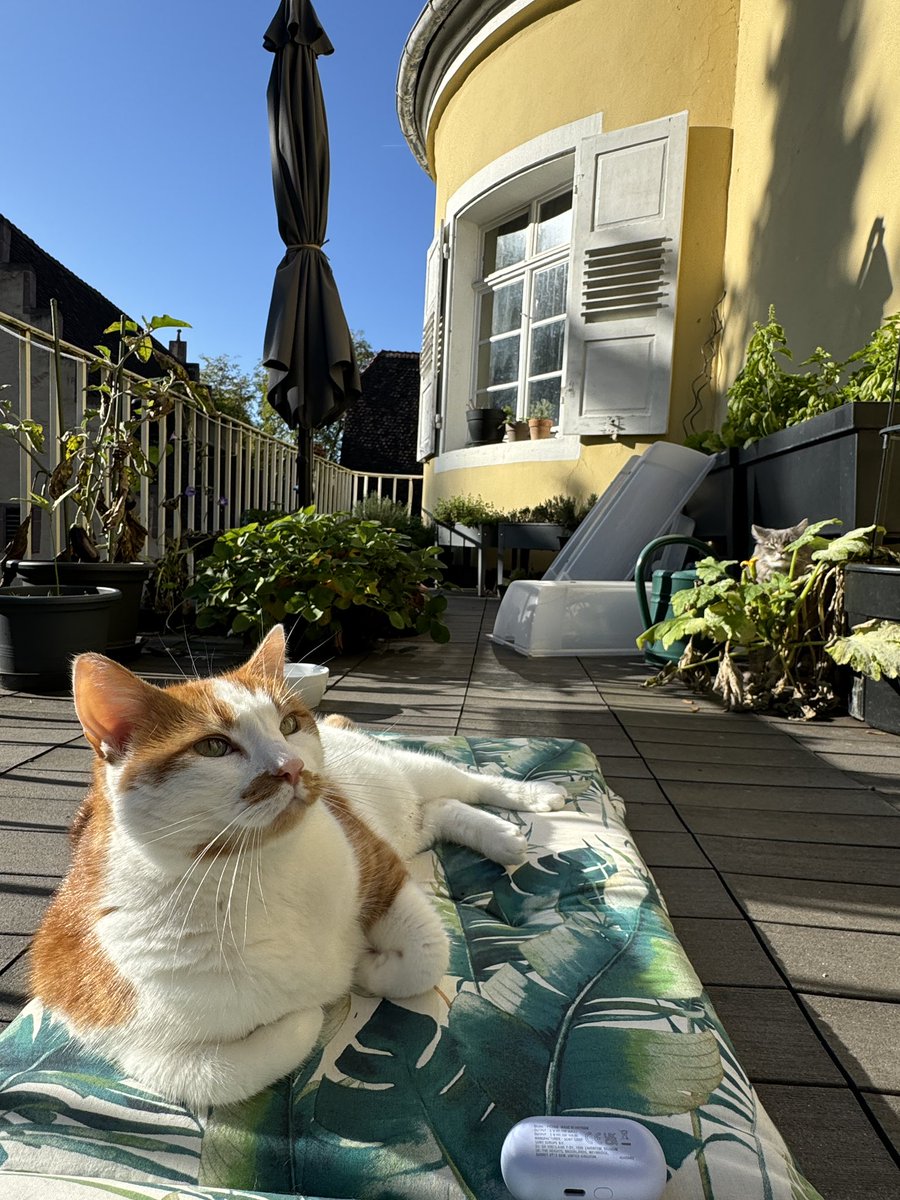 I Cast Chaos ✨ DutchessAndDragons tweet media