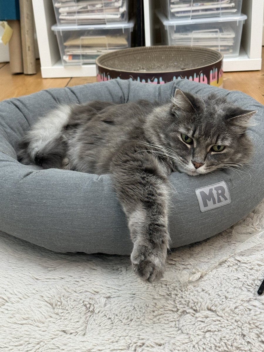 I Cast Chaos ✨ DutchessAndDragons tweet media