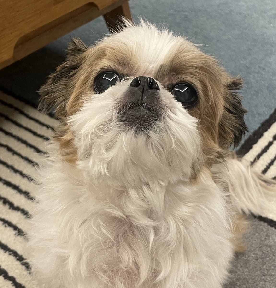 옹용이

옹용이란?
아빠에 의해 눈이 땡글땡글하게 트이고 입술이 박박 밀린 강아지를 의미한다.