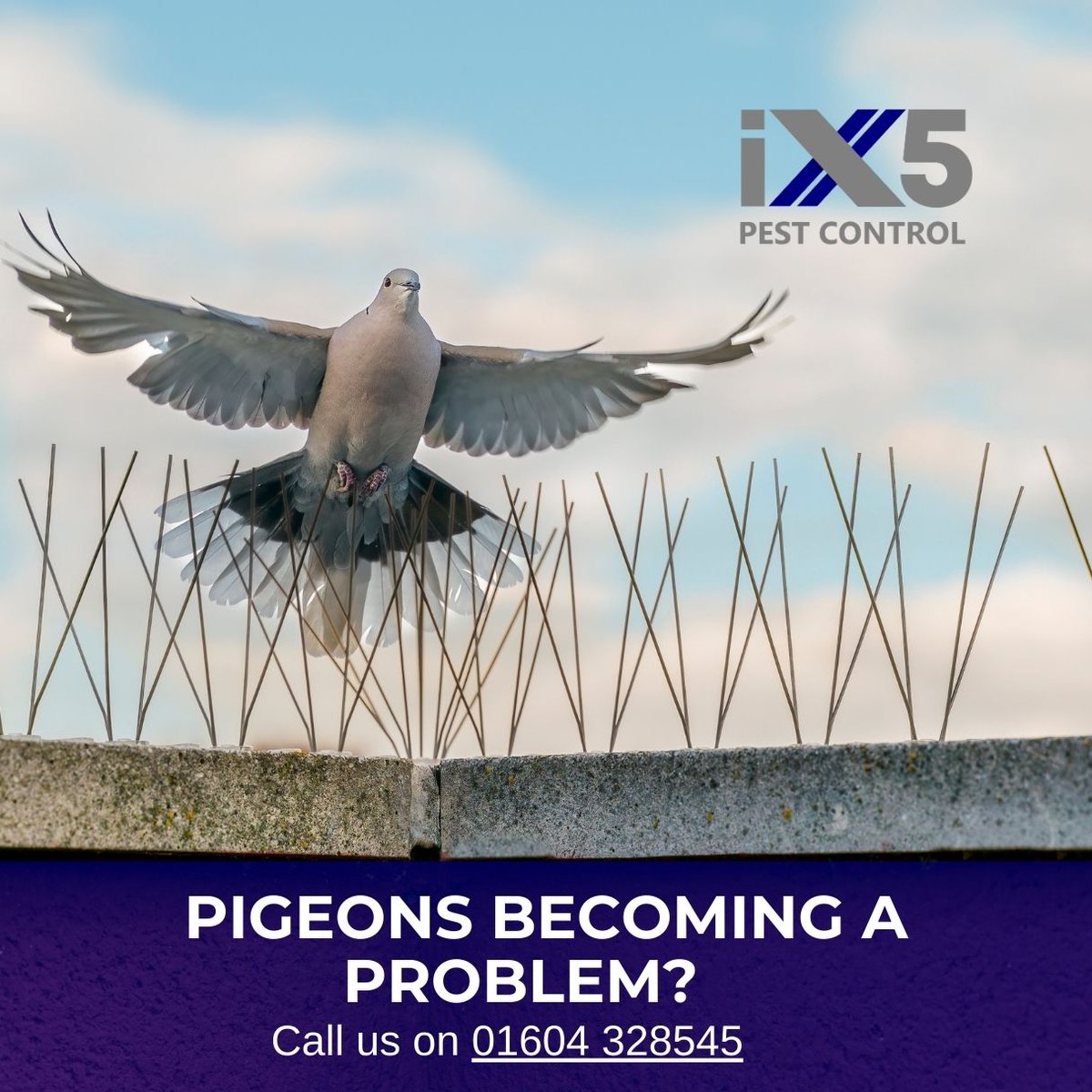 iX5uk's tweet image. Pigeons becoming a problem? 🕊️ iX5 Pest Control offers humane and effective bird proofing services to prevent pigeons and other birds from nesting on your property. Keep your surroundings clean and safe with our expert help! 🌿 ix5.uk/bird-proofing/ #PigeonControl #BirdProofing