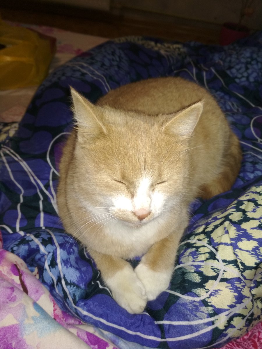imaginary_ju's tweet photo. My cat's birthday is an event that is celebrated with special joy and tenderness. On this wonderful day, when fluffy joy came into the world, I decided to organize a celebration worthy of her majesty.

#HappyBirthday https://t.co/qALZXJBAon